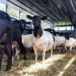 Criadores impulsan inclusi�n de carne ovina en el men� escolar