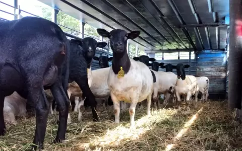 La raza Dorper es la dominante en la ovinocultura paraguaya.