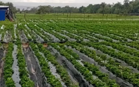 Es importante mencionar que, el proceso de cultivo de la frutilla, comienza meses antes, con la selecci�n de un buen plant�n o semilla.