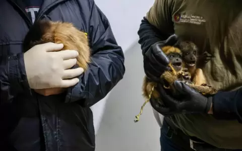 Caray�s rescatados en el barrio Jara, Asunci�n.