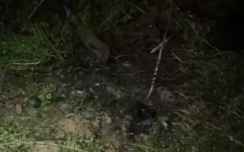 Los restos se encontraron en el barrio Villa del Maestro de Coronel Oviedo.