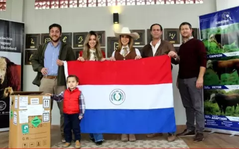 Hist�rica importaci�n de embriones Polled Hereford desde Uruguay marca un hito para la raza en Paraguay.