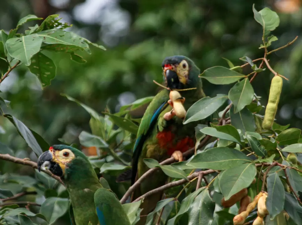 Primolius maracana comiendo inga. Foto: Carlos Ortega.
