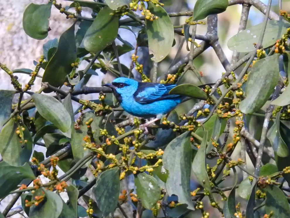 Macho de sai o dacnis. Foto: Carlos Ortega.