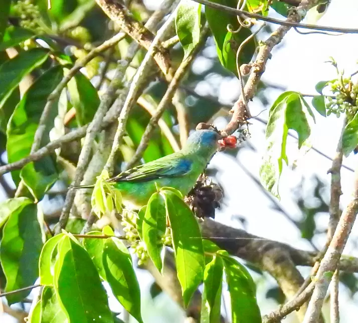 Hembra de sai o dacnis. Foto: Carlos Ortega.