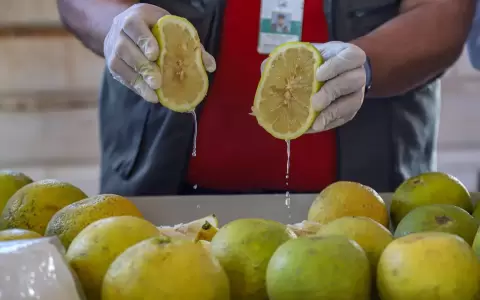Pomelo paraguayo llega al mercado argentino.