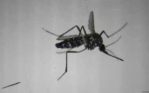 Mosquito transmisor del dengue y chikingunya.