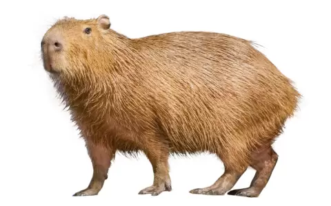 Capibara.
