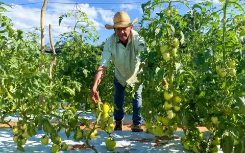 El plan piloto implementado por el MAG pretende fortalecer la agricultura nacional.