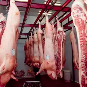 Exportaciones de carne porcina crecieron m�s del 60% en valor y volumen a julio de 2025
