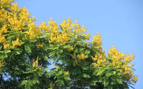 El fuerte amarillo de las flores del yvyra pyt�.
