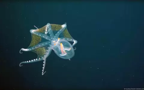 Los calamares de aguas profundas se encuentran a distancias que oscilan entre los 1.000 y los 2.000 metros.