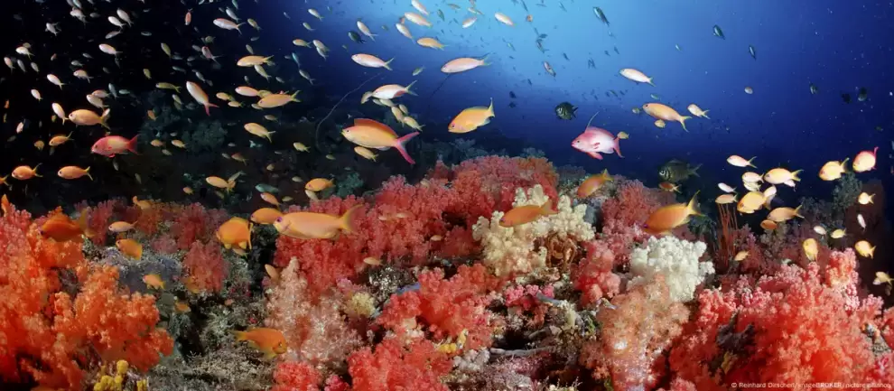 Los oc�anos albergan gran cantidad de formas de vida que se ven amenazadas por el aumento de la temperatura del mar, la contaminaci�n y la sobrepesca.