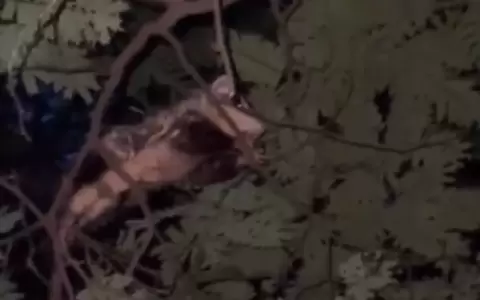 El caso de crueldad animal ocurri� en Luque.