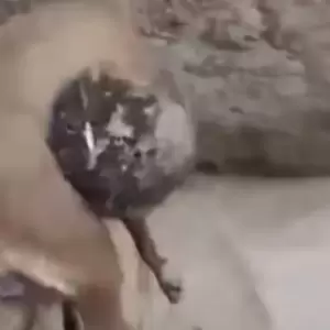 La UCA rechaza vinculaci�n con bautismo donde se utiliz� a perro agonizante