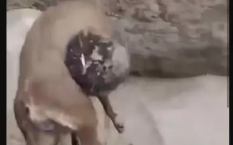 Im�genes que indignan. Un animal agonizante fue utilizado por ingresantes a la carrera de Veterinaria de la UCA.