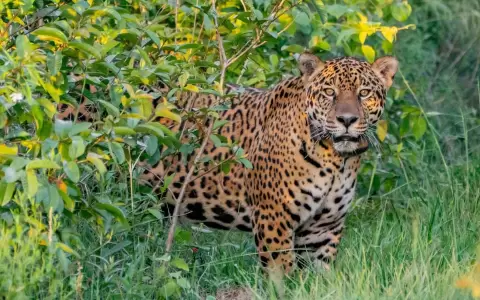 Vida silvestre.