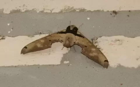 Mariposas nocturnas o polillas.