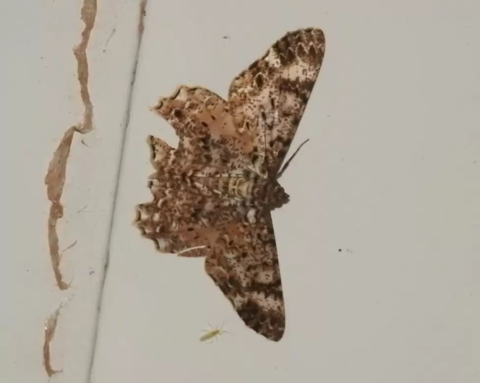 Mariposas nocturnas o polillas.