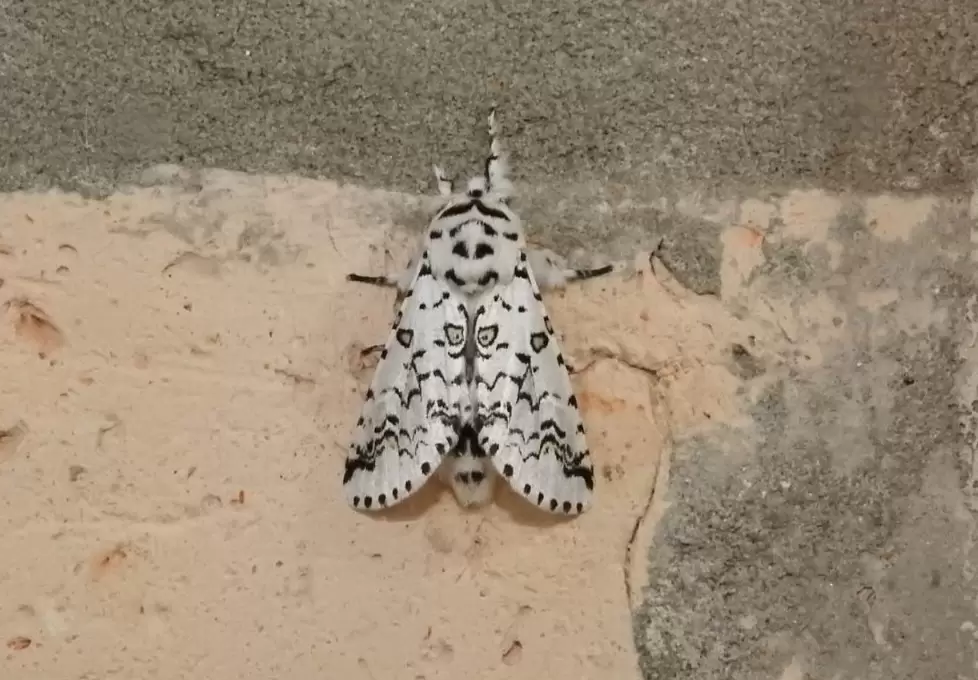Mariposas nocturnas o polillas.