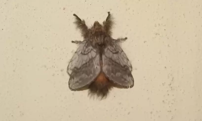 Mariposas nocturnas o polillas.