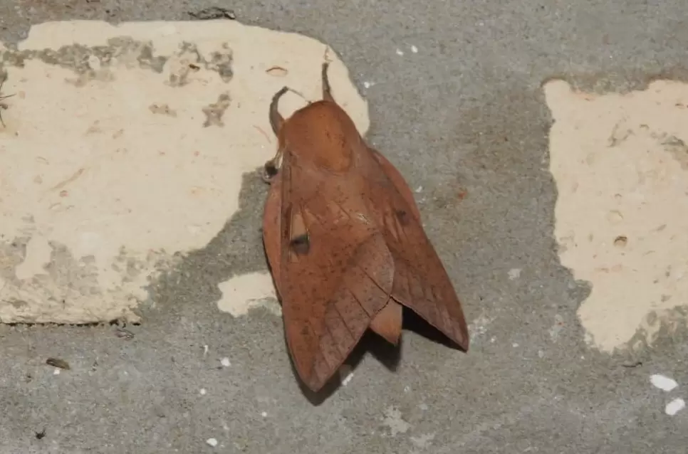 Mariposas nocturnas o polillas.