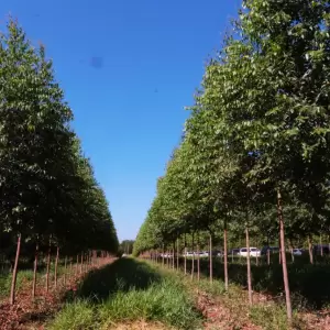 Exportaciones forestales alcanzaron en julio su mejor registro del año