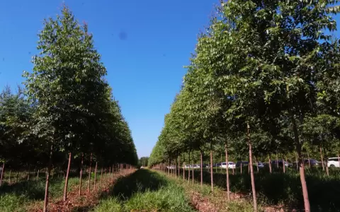 Rubro forestal.