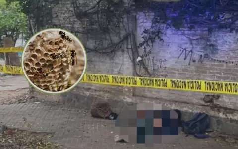 Ataque de avispas deja un muerto y un herido en Sajonia