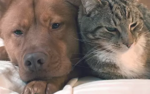 Perro y gato.