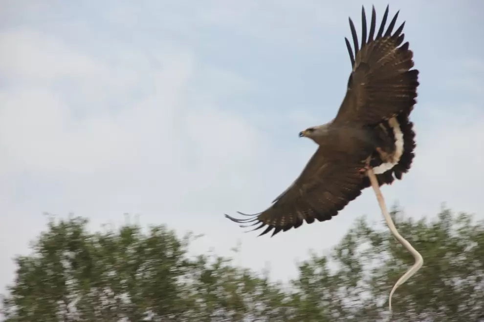 Harpyhaliaetus coronatus en vuelo. Foto: Lidia Pérez de Molas.