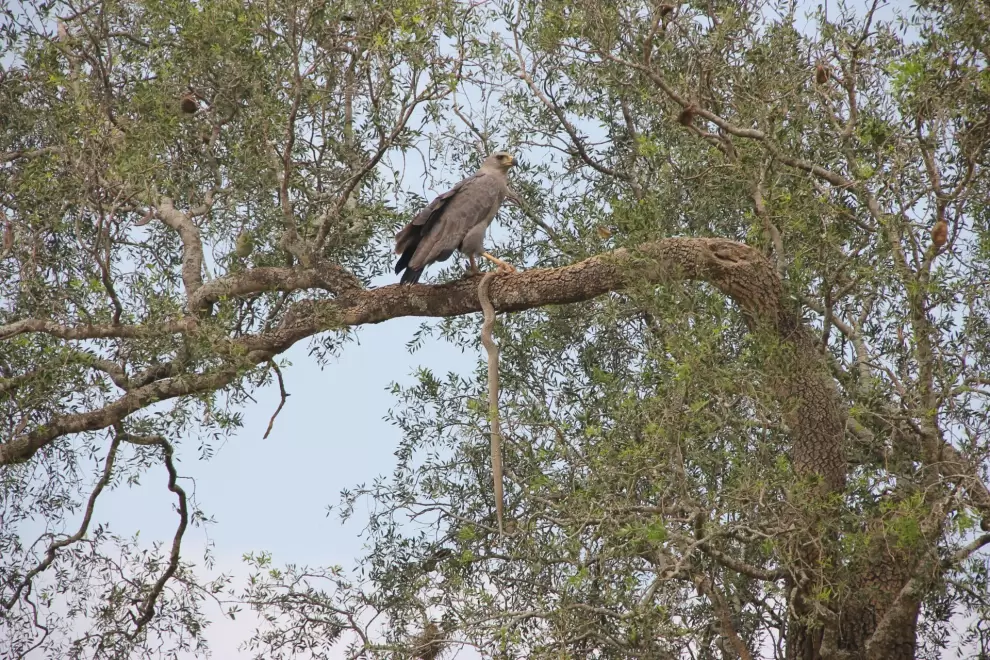 Águila coronada (harpyhaliaetus coronatus) con su presa. Foto: Lidia Pérez de Molas.