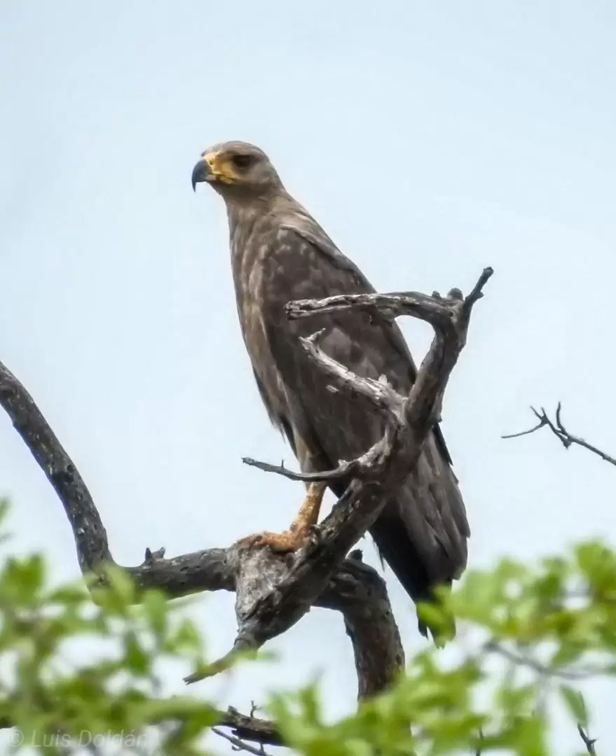 Harpyhaliaetus coronatus en Medanos del chaco. Foto: Luis Doldán.