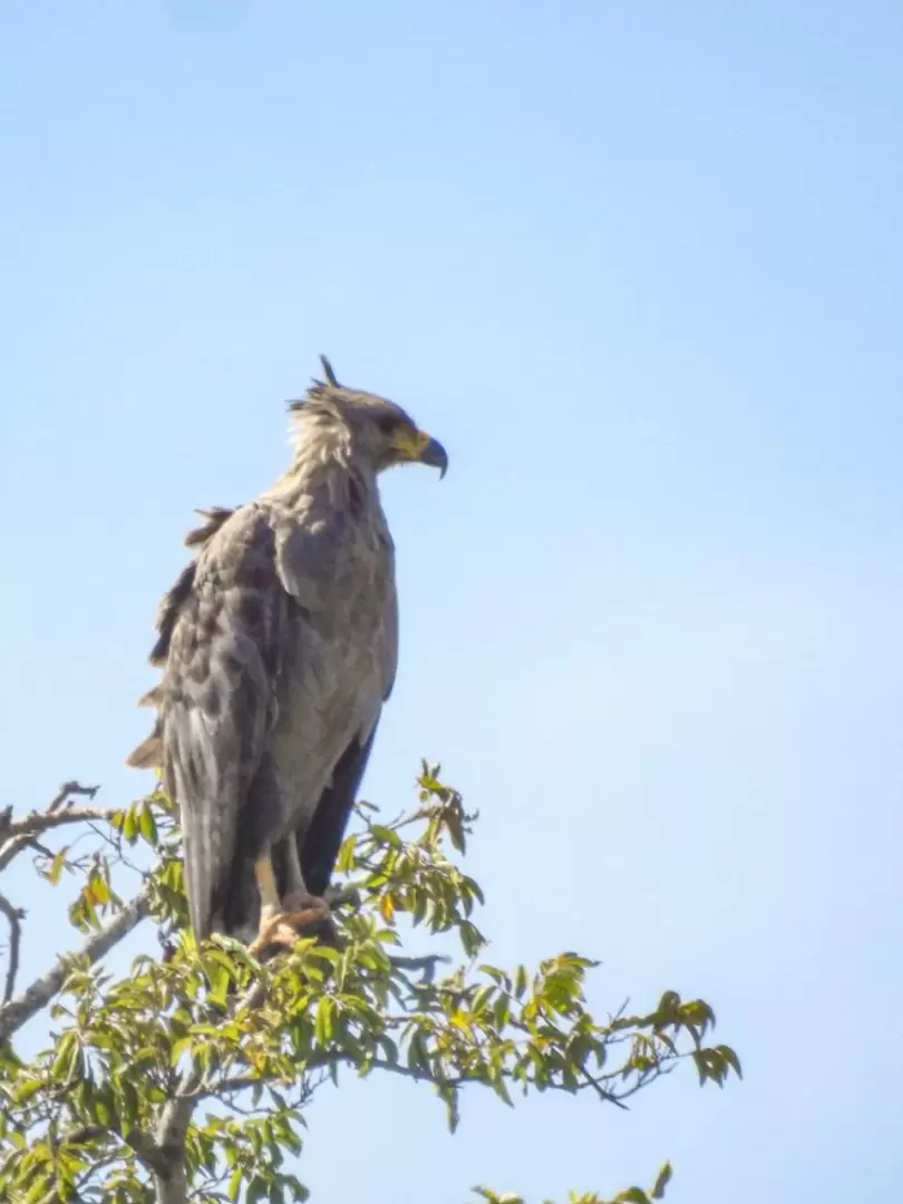 Garpyhaliaetus coronatus. Foto: Luis Doldán