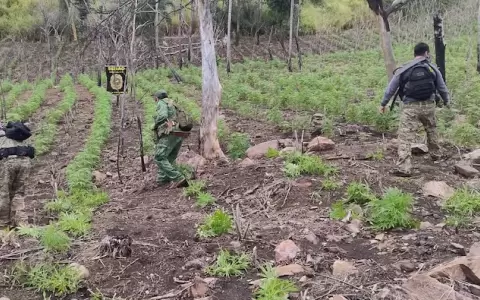 Destruyeron cinco hect�reas de plantaciones de cannabis