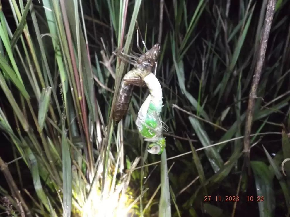 ecdisis en una libelula, cambio de su exoesqueleto (piel) hasta convertirse en adulto.(foto por criss baez)