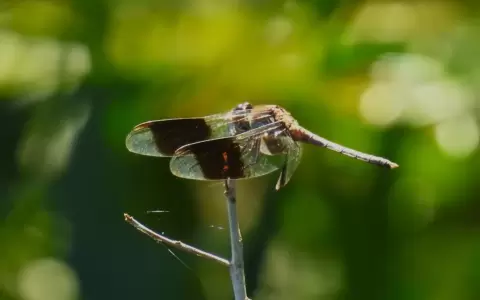 Erythrodiplax umbrata o libelula rayadora de bandas angostas.