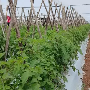 El clima fr�o pone en riesgo la estabilidad agr�cola