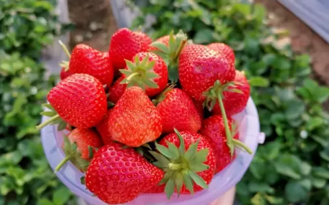 El invierno m�s dulce en la ciudad de Aregu�.