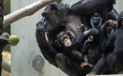 Primates.