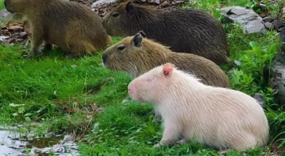 capibara-albino-fue-avistado-en-libertad-y-caus-furor-en-una-reserva