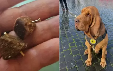 Bruno muri� envenenado con salchichas que tambi�n ten�an clavos.