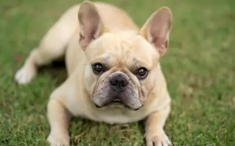 Bulldog franc�s.