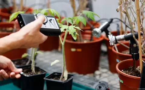 Las polillas prefirieron siempre ir hacia la planta sana y silenciosa.