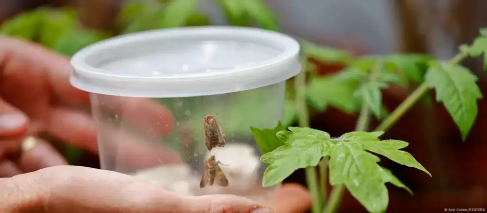 Las polillas tienen la capacidad de escuchar los mensajes de auxilio de las plantas de tomate.
Imagen: Amir Cohen/DW