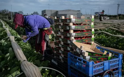Los jornaleros, imprescindibles en la agricultura espa�ola.
