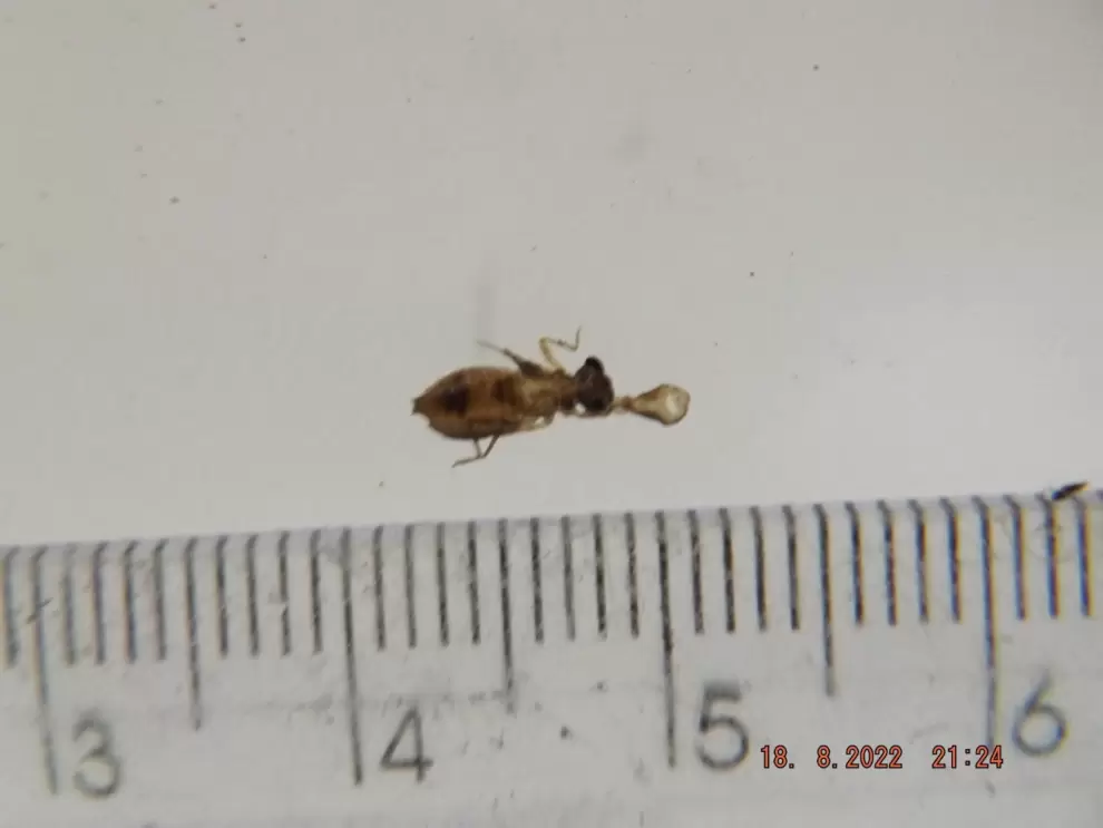 Foto de larva donde se aprecia la mand�bula, herramienta de caza especializada llamada labio inferior o mascara