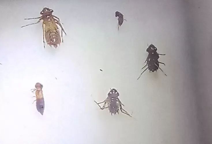 Abundancia de ninfas en un punto de monitoreo, indicando buena salud del ecosistema. Foto: Criss B�ez.