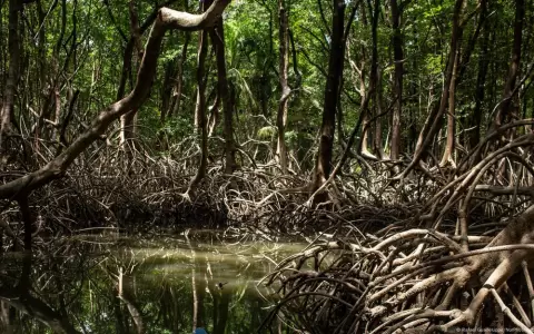 C�lia Xakriab�, primera diputada federal ind�gena por el estado de Minas Gerais, advirti� que "el dinero no va a sustituir a los bosques".