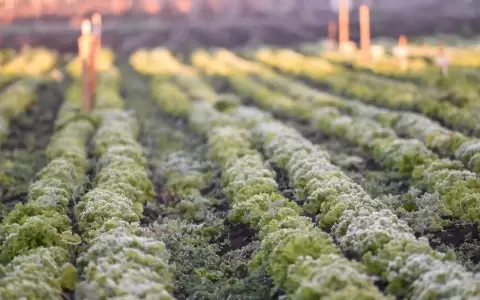 Este plan incluir�a subsidios y l�neas de cr�dito blandos para peque�os productores.